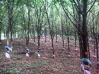 rubber estates