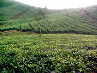 tea estates